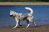 SIBERIAN HUSKY 601